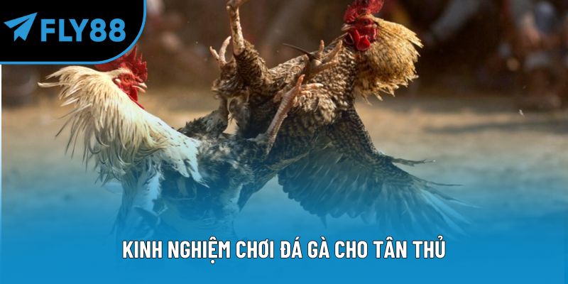 Kinh nghiệm chơi đá gà cho tân thủ